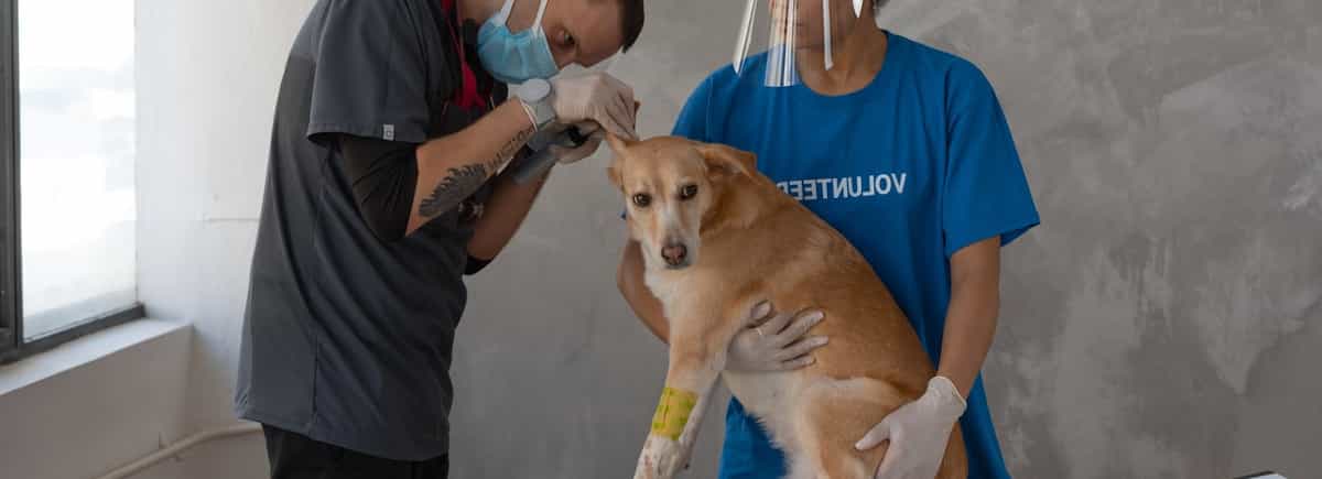 Info del estudio en Auxiliar de Veterinaria